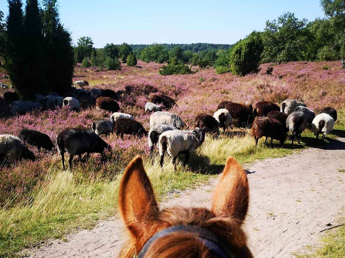 Reiterferien in der Lüneburger Heide