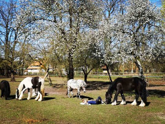 Pferde auf der Wiese in Lünzen | Ferienhof & Reiterhof Lünzen