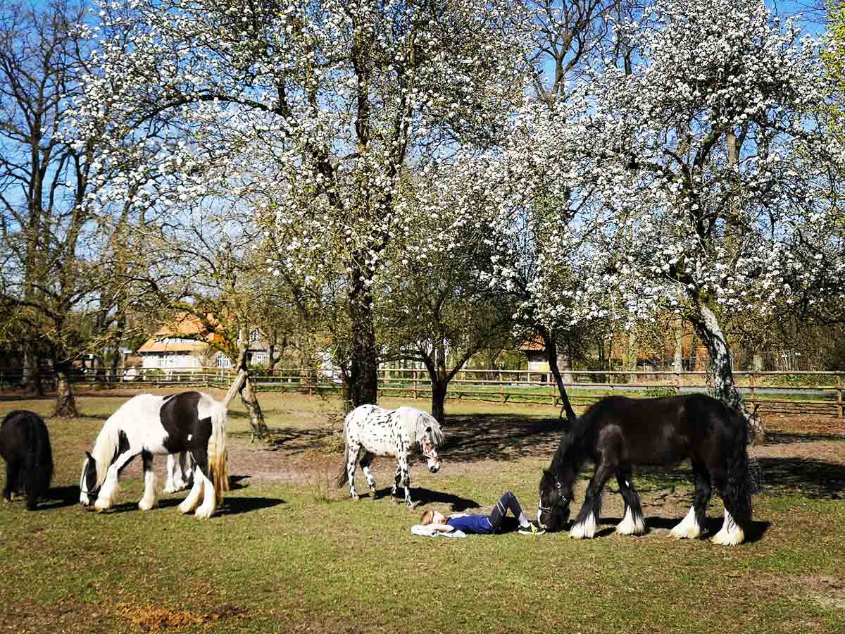 Pferde auf der Wiese in Lünzen | Ferienhof & Reiterhof Lünzen