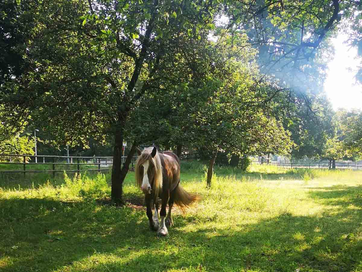 Wiese neben dem Ferienhof & Reiterhof Lünzen