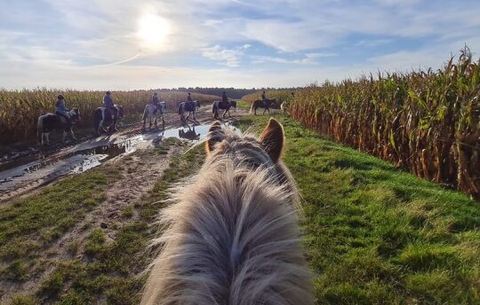 Reiten in der Lüneburger Heide | Reiterferien | Ferienhof & Reiterhof Lünzen