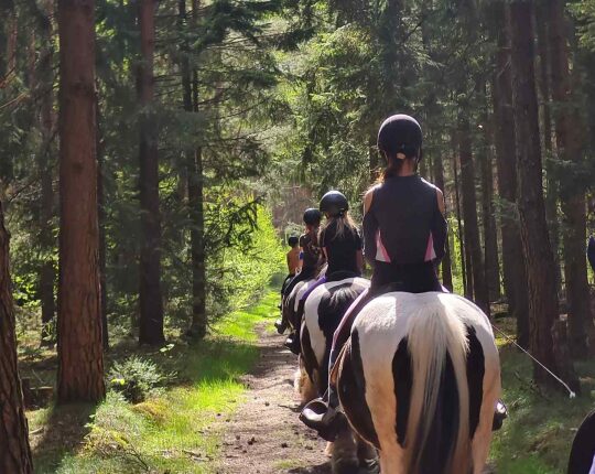 Reiten durch Wälder in der Lüneburger Heide | Reiterferien | Ferienhof & Reiterhof Lünzen