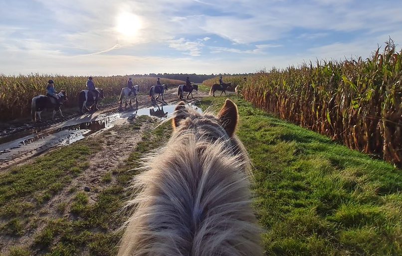 Reiten in der Lüneburger Heide | Reiterferien | Ferienhof & Reiterhof Lünzen