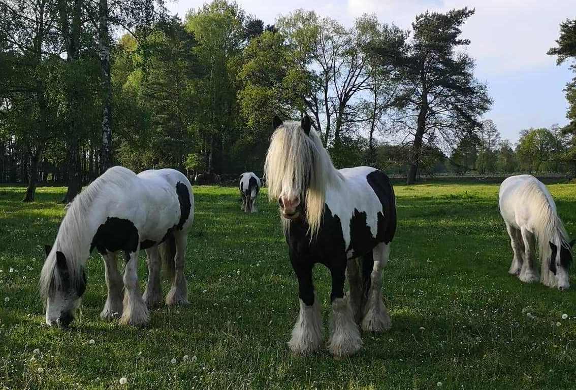 Tinker auf einer Weide in Lünzen | Reiterferien | Ferienhof & Reiterhof Lünzen