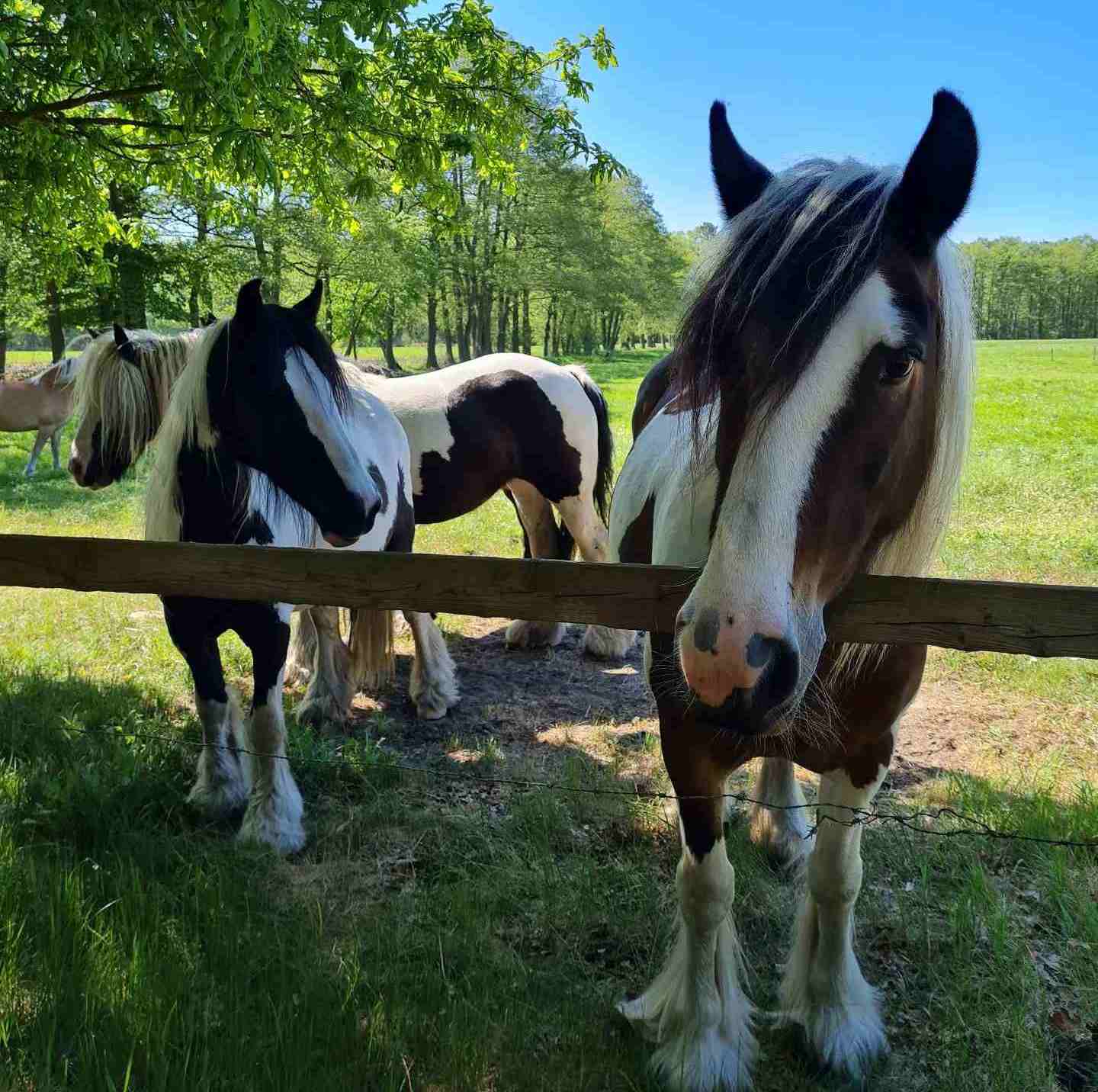 Unsere schönen Tinker | Reiterferien | Ferienhof & Reiterhof Lünzen