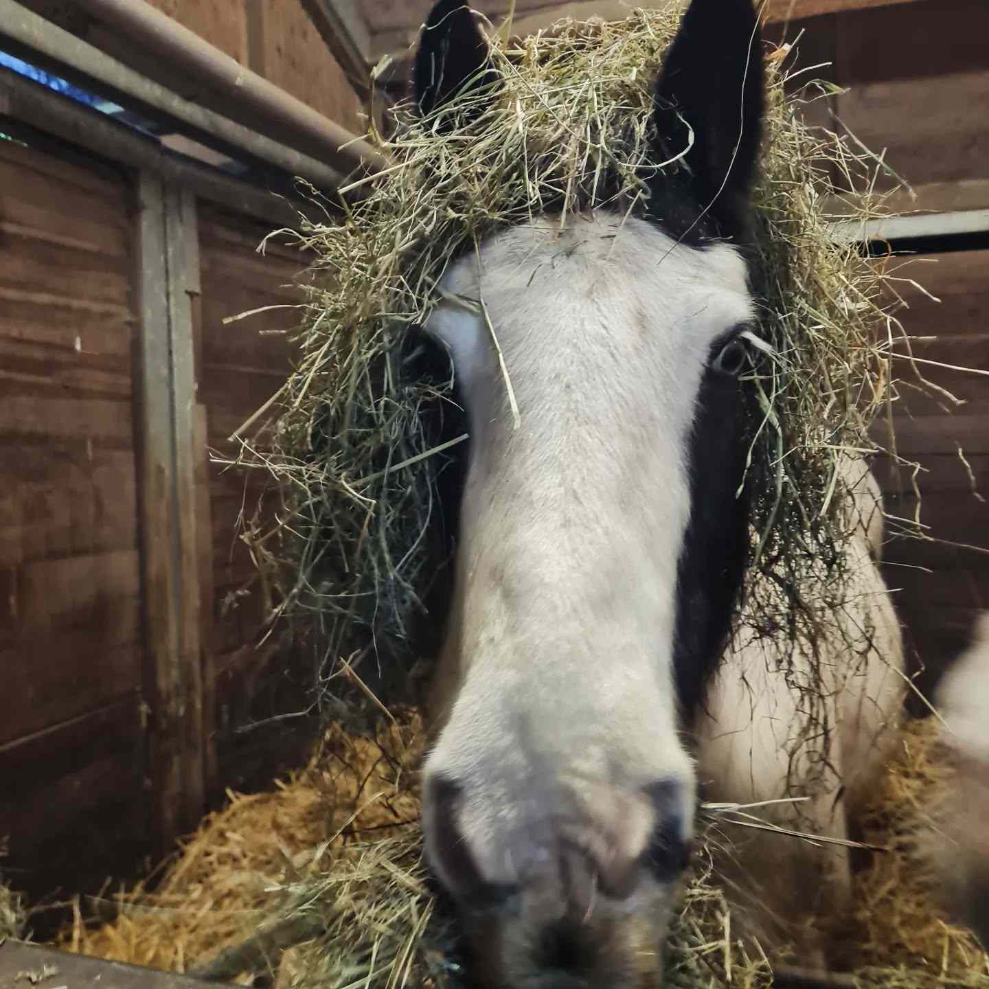 Tinker in einer Außenbox | Reiterferien | Ferienhof & Reiterhof Lünzen