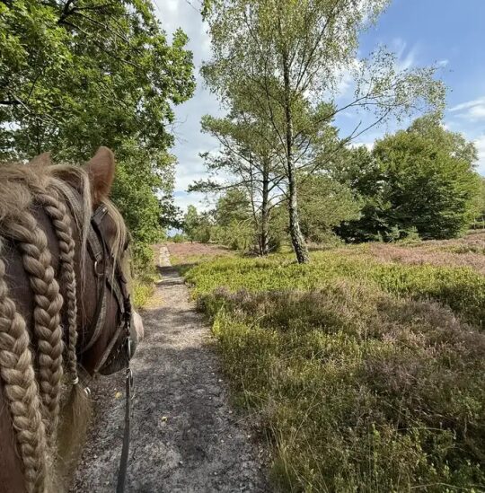 Wanderreiten in der Lüneburger Heide | Reiturlaub | Ferienhof & Reiterhof Lünzen
