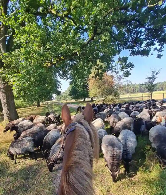 Wanderreiten in der LüneburgerHeide | Reiturlaub | Ferienhof & Reiterhof Lünzen