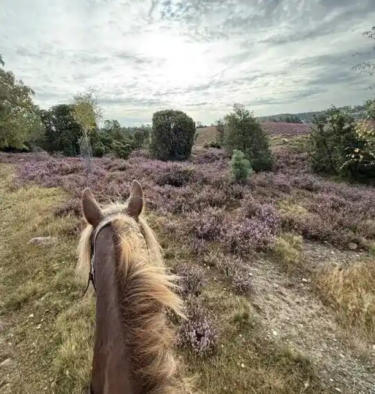 Wanderreiten in der LüneburgerHeide | Reiturlaub | Ferienhof & Reiterhof Lünzen