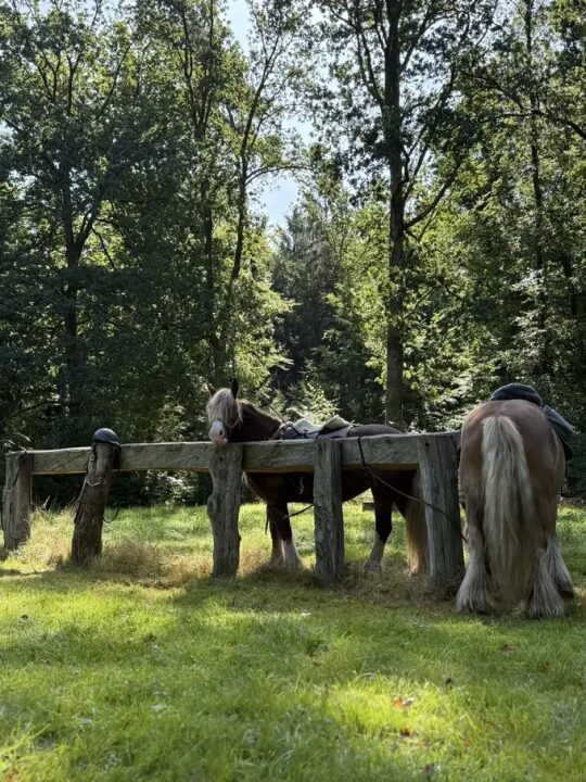 Wanderreiten in der Lüneburger Heide | Reiturlaub | Ferienhof & Reiterhof Lünzen