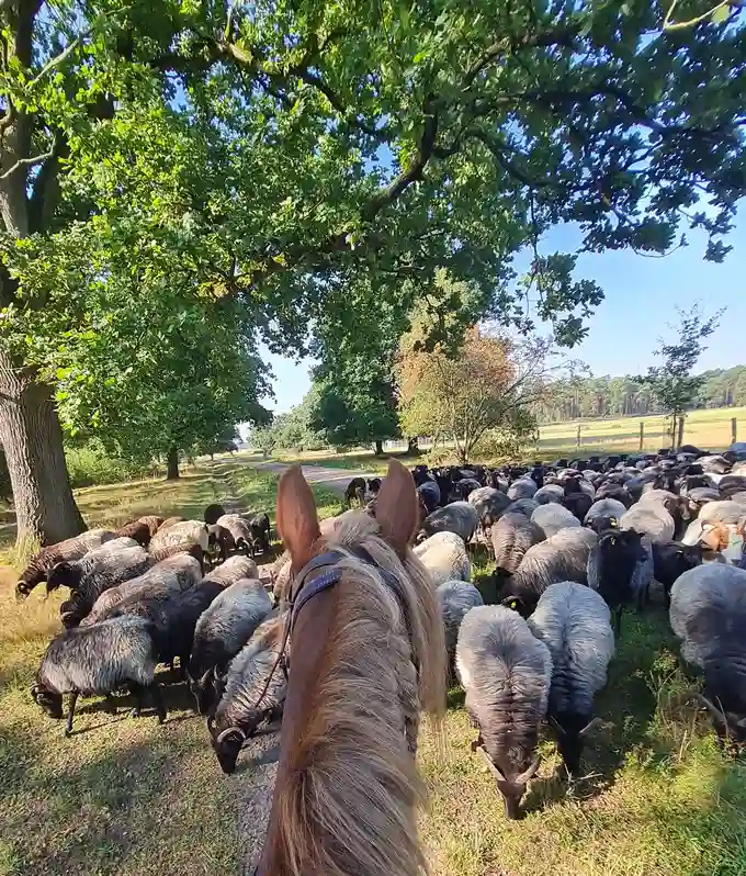 Wanderreiten in der LüneburgerHeide | Reiturlaub | Ferienhof & Reiterhof Lünzen