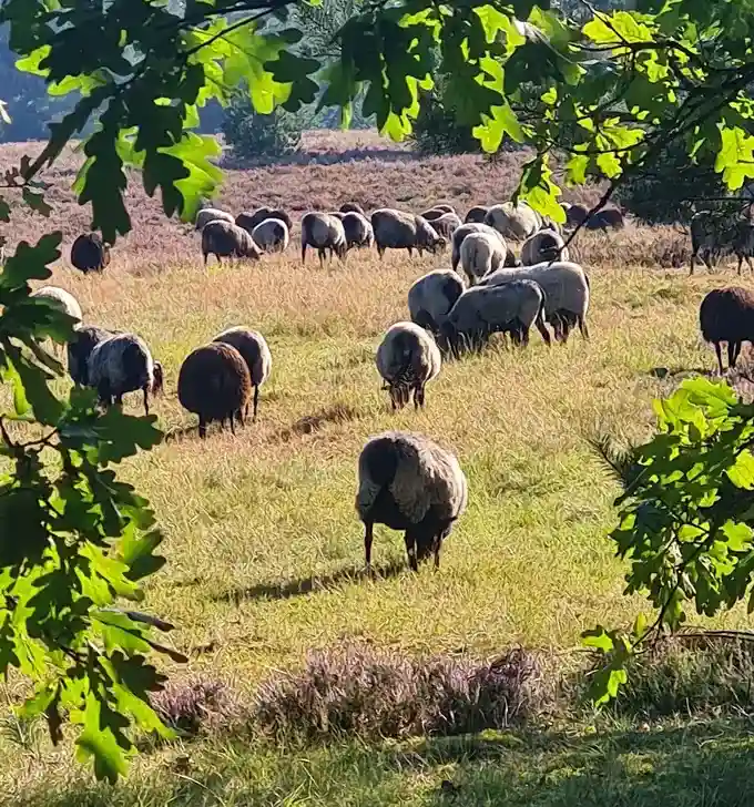 Wanderreiten in der Lüneburger Heide | Reiturlaub | Ferienhof & Reiterhof Lünzen