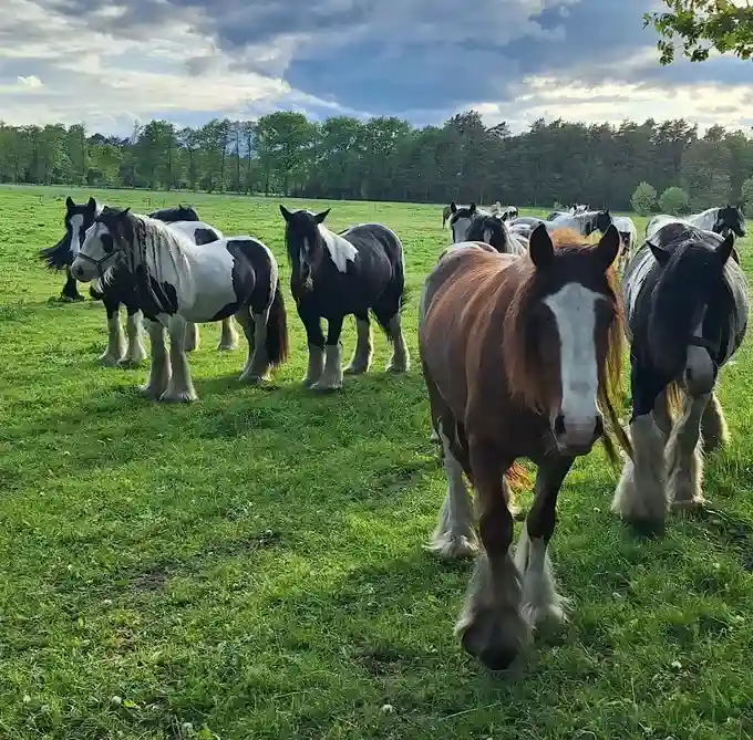 Wanderreiten in der Lüneburger Heide | Reiturlaub | Ferienhof & Reiterhof Lünzen