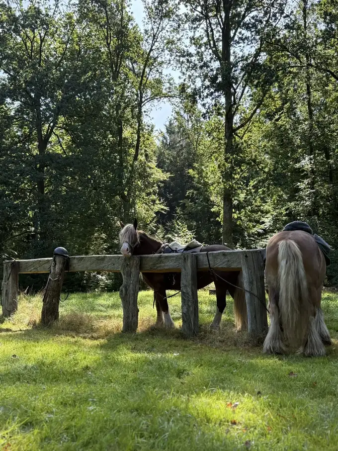Wanderreiten in der Lüneburger Heide | Reiturlaub | Ferienhof & Reiterhof Lünzen