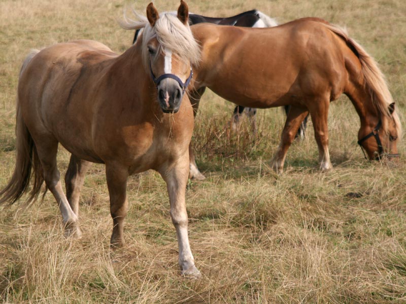 Unsere Pferde – Haflinger & Tinker