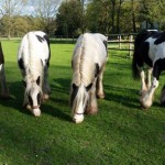 Unsere-Tinker-Poppy-Kyra-Lessley-Kathy